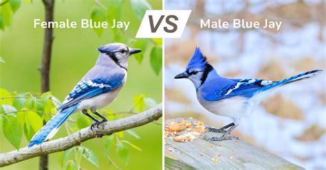 female and male blue jays